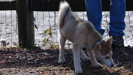 Dog Trainer «Awesome Dawgs Dog Training LLC», reviews and photos, 3052 Pricetown Rd, Temple, PA 19560, USA