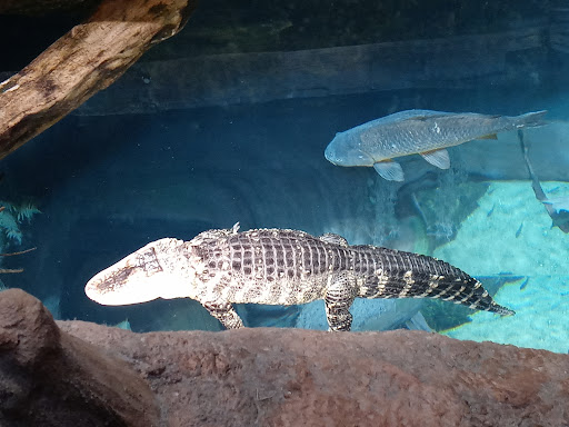 Aquarium «Georgia Aquarium», reviews and photos, 225 Baker St NW, Atlanta, GA 30313, USA