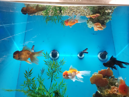 Pet Supply Store «PetSmart», reviews and photos, 310 N White Horse Pike, Lawnside, NJ 08045, USA