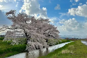 Mawatari's cherry trees image