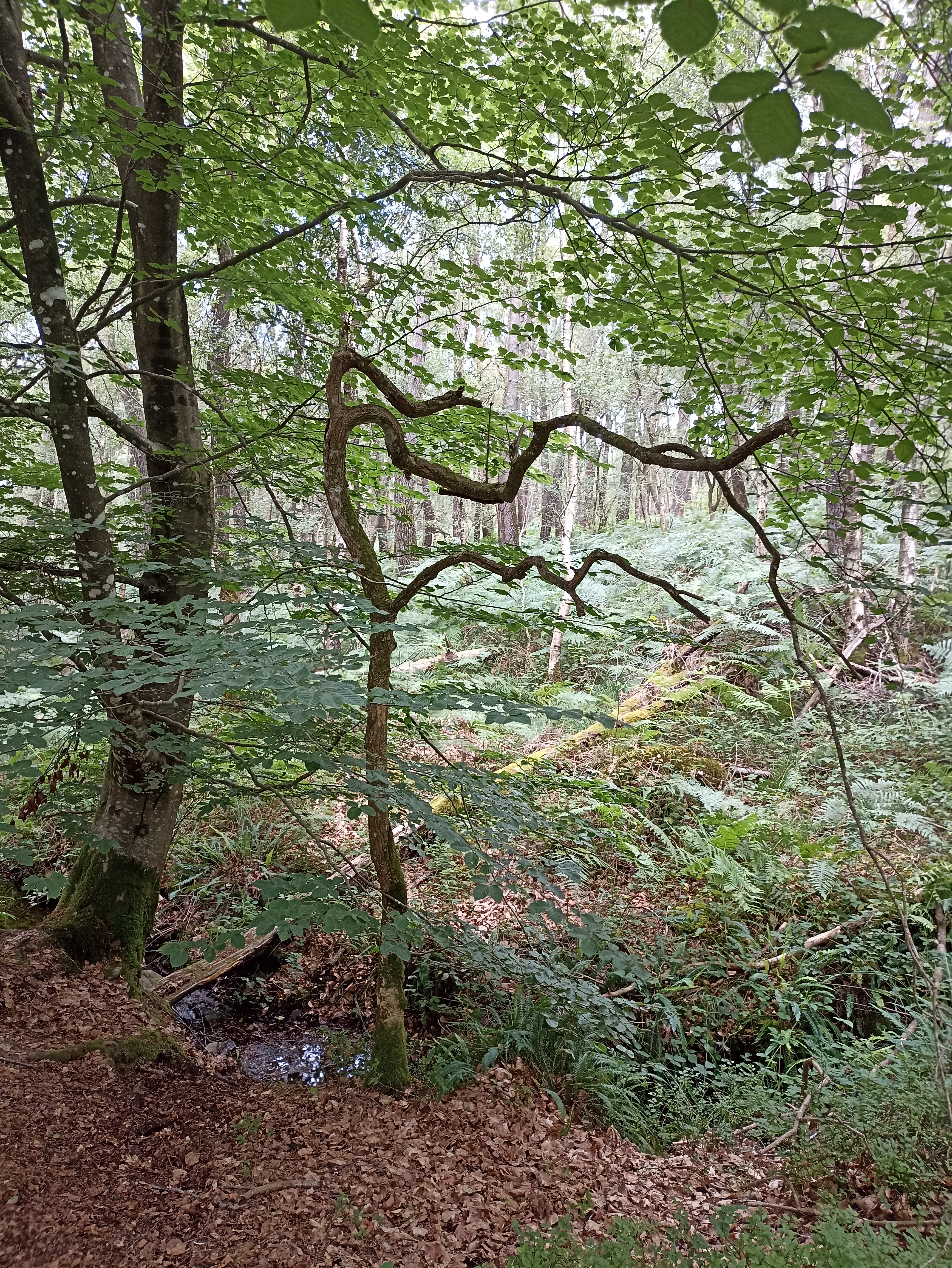 Photo n° 3 de l'avis de Troll's.e fait le 01/08/2023 à 08:53