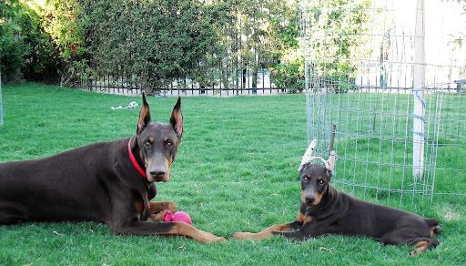 Las Vegas Doberman and Dachshund Rescue