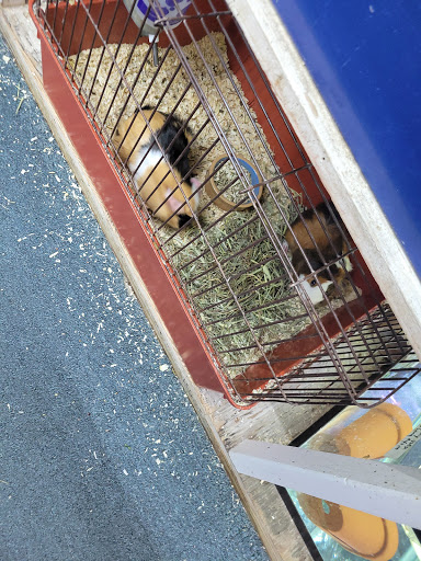 Tropical Fish Store «Emmons Tropical Fish & Ponds», reviews and photos, 1612 Hopmeadow St, Simsbury, CT 06070, USA