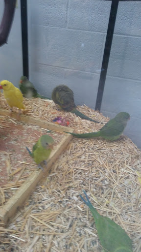 Bird Shop «Arizona Bird Store», reviews and photos, 565 S Dobson Rd, Mesa, AZ 85202, USA