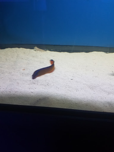 Tropical Fish Store «Hydra Aquatics International, Inc.», reviews and photos, 1300 Stirling Rd #7a, Dania Beach, FL 33004, USA