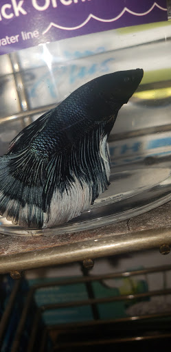 Pet Supply Store «Petco Animal Supplies», reviews and photos, 6025 Kruse Dr #159, Solon, OH 44139, USA