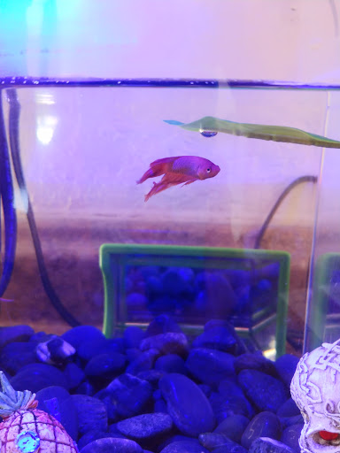 Pet Supply Store «Pet Supermarket», reviews and photos, 5000 Clyde Morris Blvd, Port Orange, FL 32127, USA