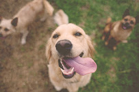 The Dog House OKC - Photo 2 - Car repair in Oklahoma City, OK, Oklahoma City