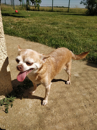 Photos des visiteurs Hébergement Fourrière départementale Eurélienne 28300 Amilly
