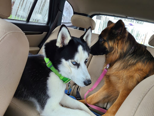 Pet Supply Store «Pet Supplies Plus», reviews and photos, 494 Westgate Dr, Brockton, MA 02301, USA