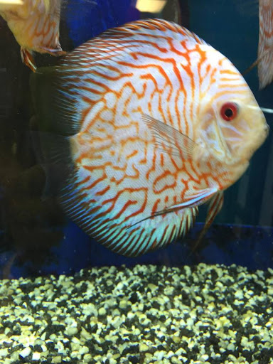 Pet Supply Store «Patriot Pets & Supplies-FL LLC», reviews and photos, 1242 Pine Island Rd # 47, Cape Coral, FL 33991, USA