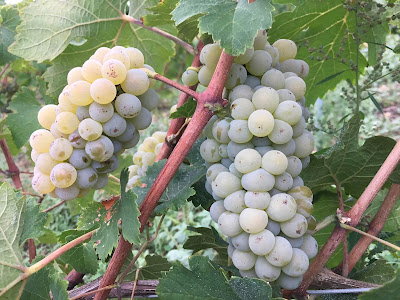 Domaine de la Cendrinerie - Jordan Mathan à Marçon