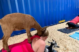 Grady Goat Yoga Tampa Bay image