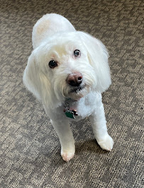 Posh Paws Parlour & Boarding - Photo 9 - Car repair in Sioux Falls, SD, Sioux Falls