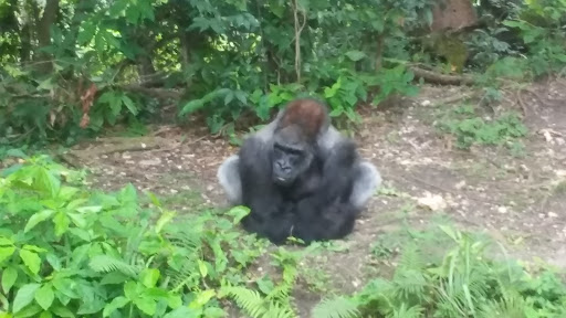 Nature Preserve «Harden Hammock Preserve», reviews and photos, SW 108th Ave, Miami, FL 33170, USA