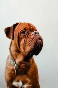 Paramount Dog Training - Photo 6 - Car repair in Columbia Station, OH, Lorain