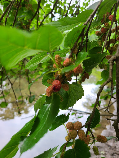 Park «Saddle River Park», reviews and photos, Dunkerhook Rd, Paramus, NJ 07652, USA