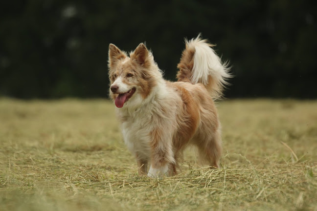 Dierenarts Debyser osteopaat en acupunctuur praktijk voor honden en katten - Dierenarts