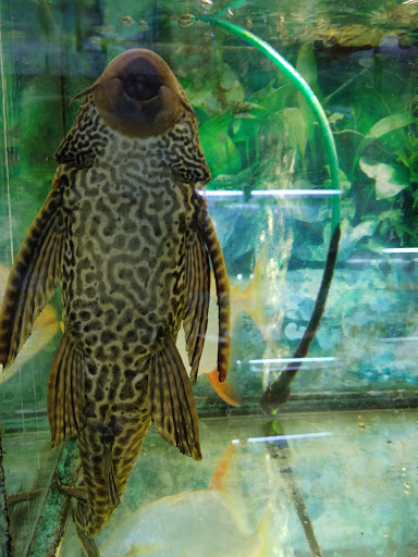 Pet Supply Store «Rutser Pet Store», reviews and photos, 5418 E Beverly Blvd, East Los Angeles, CA 90022, USA