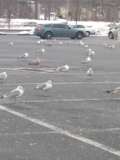 Shopping Mall «Windsor Shopping Center», reviews and photos, 530 Windsor Ave, Windsor, CT 06095, USA