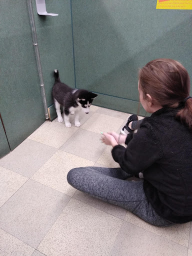 Pet Store «Petland», reviews and photos, 351 Diederich Blvd, Ashland, KY 41101, USA