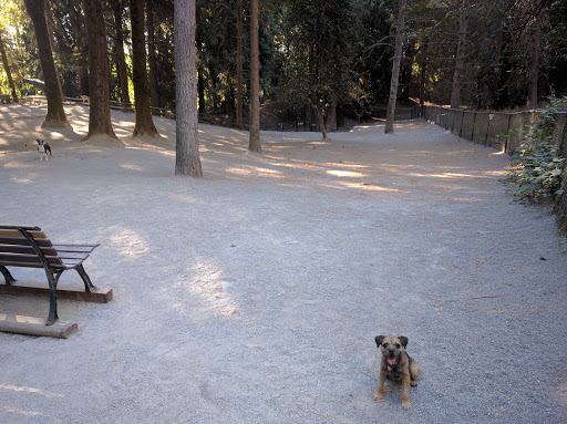 Lower Woodland Off Leash Area