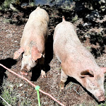 Photo n°3 de l'avis de Tamara.e fait le 06/08/2021 à 08:14 sur le  Agritur Malga Salanzada à Masi di Cavalese