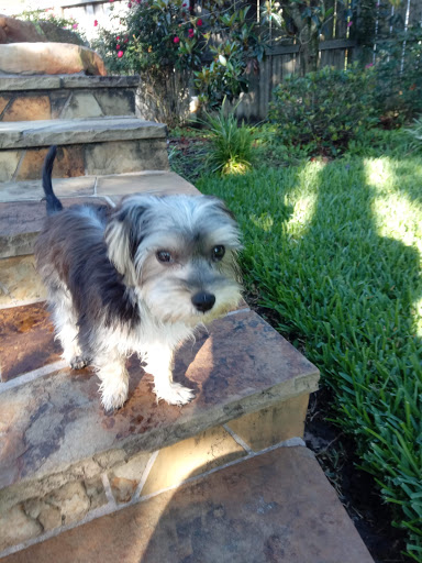 Pet Store «PetSmart», reviews and photos, 6545 North Grand Parkway West Suite 104, Spring, TX 77389, USA