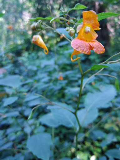 Park «Seton Falls Park», reviews and photos, E 233rd St, Bronx, NY 10466, USA