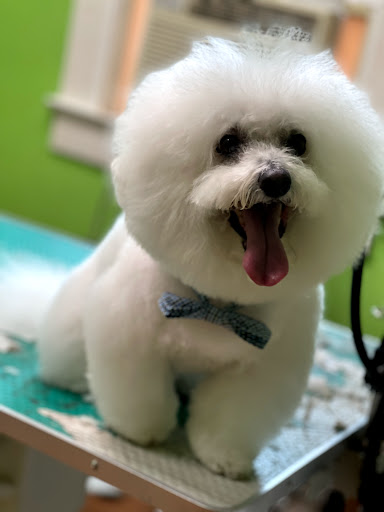 Pet Groomer «The Pet Set - Buckhead», reviews and photos, 2480 Briarcliff Rd NE #3, Atlanta, GA 30329, USA