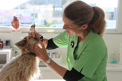 VET'ILLKIRCH - Clinique Vétérinaire du Pont de Péage à Geispolsheim