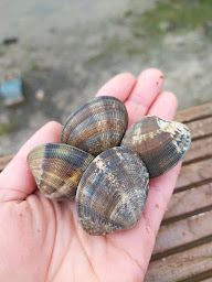Photo n°9 de La Cabane de Cadoudal à Locoal-Mendon ()