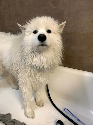 Kennel «K9 Loft», reviews and photos, 495 S Arroyo Pkwy, Pasadena, CA 91105, USA