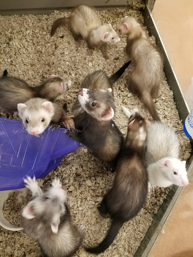 Pet Supply Store «Petco Animal Supplies», reviews and photos, 175 Grandview Blvd #600, Madison, MS 39110, USA