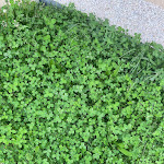 Photo n° 6 de l'avis de Antoine.E fait le 12/04/2024 à 14:54 pour AU SERVICE DU PAYSAGE - BOISSEUIL à Boisseuil