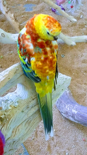 Pet Store «Lebanon Pet & Aquarium Center», reviews and photos, 196 S Main St, West Lebanon, NH 03784, USA