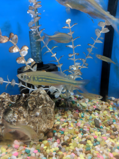 Tropical Fish Store «Caribbean Pets», reviews and photos, 298 Central Ave, Jersey City, NJ 07307, USA