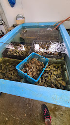 Photo n°44 de Bar à Huîtres Les P’tits Mousses à Marennes ()