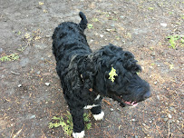 Crate Escape Pet Care & Training - Photo 3 - Car repair in Bristol, RI, Providence