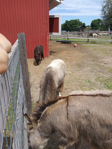 Park «Barnyard Zoo», reviews and photos, 127 Green Hill Pkwy, Worcester, MA 01605, USA