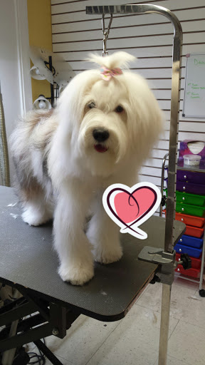 Pet Groomer «One Stop Pet Shop Inc», reviews and photos, 1375 Chestnut St # 103, Emmaus, PA 18049, USA