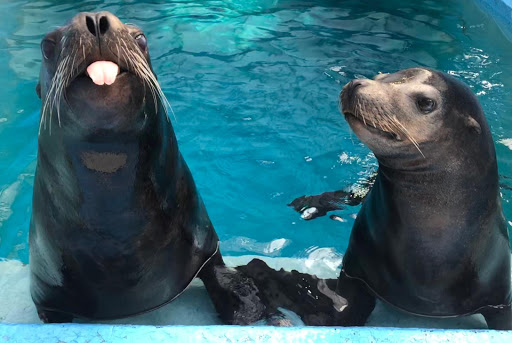 Zoo «Oceans of Fun», reviews and photos, 10001 W Bluemound Rd, Milwaukee, WI 53226, USA