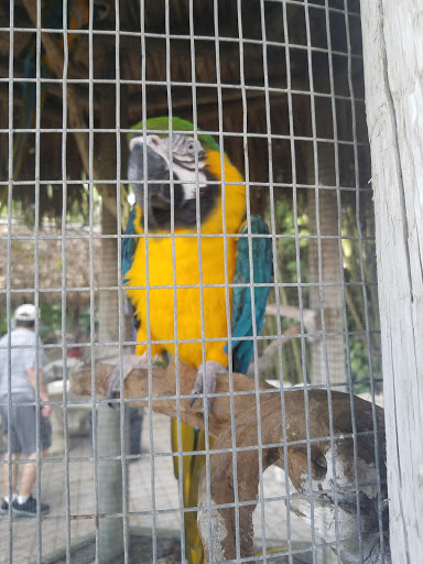 Landscape Designer «Santa Barbara Nursery», reviews and photos, 20425 SW 177th Ave, Miami, FL 33187, USA