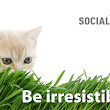 SocialCatnip Web Design and Marketing Company - SLO