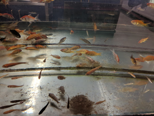 Pet Supply Store «Petco Animal Supplies», reviews and photos, 6137 Mid Rivers Mall Dr, St Charles, MO 63304, USA