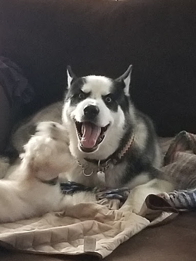 Pet Supply Store «Friends Fur-Ever Pet Food & Supplies», reviews and photos, 20813 Valley Blvd, Walnut, CA 91789, USA