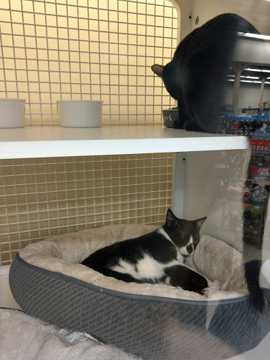 Pet Supply Store «Petco Animal Supplies», reviews and photos, 15895 Pines Blvd, Pembroke Pines, FL 33028, USA