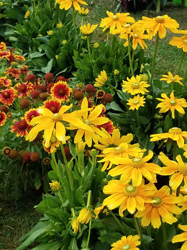 Tourist Attraction «Connecticut Garlic & Harvest Festival», reviews and photos, 304 Main St N, Bethlehem, CT 06751, USA