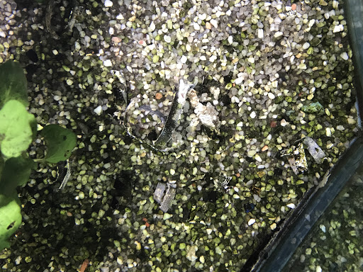 Pet Supply Store «Pet City», reviews and photos, 185 Lafayette Rd, Seabrook, NH 03874, USA