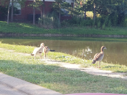 Golf Course «Heron Lakes Golf Course», reviews and photos, 7910 North Sam Houston Pkwy W, Houston, TX 77064, USA